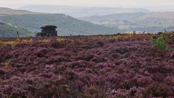 Peak district heather and hills.jpg